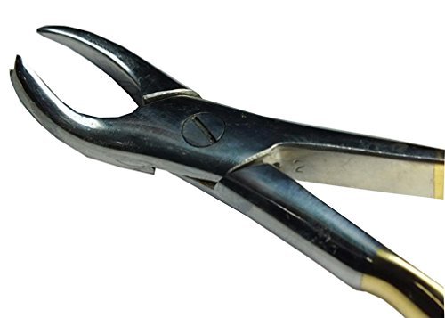 ADDLER DENTAL COW HORN FORCEP GOLDEN HANDLE. LIFE TIME ANTI RUSTING WARRANTY.