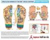 ACi Acupressure Finger Care Manual Massager Sujok Rings Power Balls-Power Thumbs-Reflexology Chart For Hand/Feet, Assorted view 4