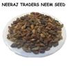 NEERAJ - Nimboli Beej|Neem Seed|Azadirachta Indica Seed| 1000 Gram view 4
