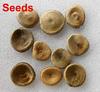 NEERAJ - Kuchla Seed|Nux-Vomica Seeds|Strychnos Nuxvomica Seed|200 Gm view 2