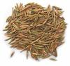 NEERAJ -Indrajav Seeds -Indrajau Kadwa- Inderjau Karva- Inderjoo - Holarrhena Pubescens Indra jau Bitter - 400 Gm view 2
