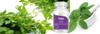 Natures Velvet Lifecare Tulsi/Tulasi/Basil Pure Extract 500 mg, 60 Veggie Capsules - Pack of 3 view 2