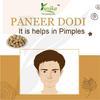 YUVIKA Paneer Dodi - Paneer Ke Phool - Withania Coagulan 250 Grams view 4