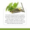 Herb Essential Pure Guduchi Powder,1 kg | Helps Boost Immunity view 4