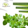 Herb Essential Pure Tulsi Powder, 50 g view 4