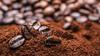 Sri Naturals Premium Coffee 5kg (500gm  10) Pack view 4