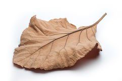 BSD Organics Dried Teak leaves for food wrapper & more - 100 gms