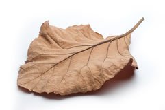 BSD Organics Dried Teak leaves for food wrapper & more - 100 gms