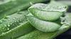 BSD Organics Edible Aloe vera dried leaves for skin, hair, diet & more - 200 gms view 2