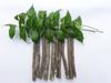 Alekip Pure-Organic Neem chew sticks/Datun for healty teeth and gums- 15 sticks view 2