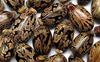 NEERAJ -Castor Seeds - Arand - Erand beej -400 Gm view 2