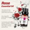 RAINBOW ABBY Rose: Rose - 100% Pure, Best Therapeutic Grade Essential Oil - 10 Ml view 3