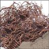Pmw - Pippali Mool - Pippalimool - Pippalimul - Piper Longum - Long Pepper Root - Raw Herb - Modi - 250 Grams - Loose Packed view 1