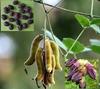 Neotea Mulilavu Vithai Bombax Ceiba Seed Mucuna Pruriens Jangali, 1Kg view 4