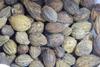 Kapebonavista Harad Chilka Harad Haritaki Terminalia Chebula without Seed 100g view 1