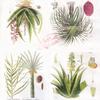 Colored Paper Napkins, 20 Count Shabby Chic Napkins for Wedding, Dinner Tea Party Shower (Guatemala Plants I) view 1