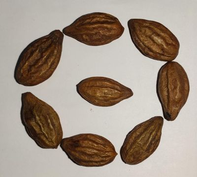 Harad Badi - Yellow Harad badi - Harad Pili - Harad Pili Badi - Harad Badi Pili - Aralu - Inknut - Haritaki - Kadukkai - Harar - Terminalia Chebula - Karakkaya - (400Grm)