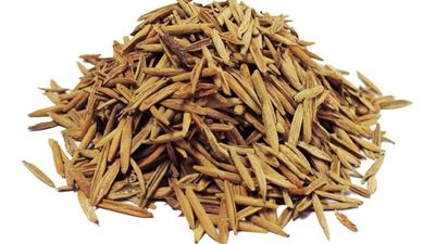 Herboleaf Organic Indrajau Kadwa| Holarrhena Pubescens | Indrajao | Inderjo | Kadwa Inderjo | Inderjav Talkh (100 Gram)