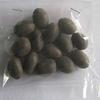 21 Pieces Original Kamal Gatta Seed/Lotus Seeds/Rosary of Kamal Gatta/Kamalgatta (21 Pieces) view 2