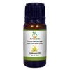 Ks Essentials 100% Pure Galbanum Essential Oil (Ferula galbaniflua) Pure and Natural Therapeutic Grade 10ml view 1