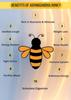 Future Organics Ashwagandha Honey 350 Gram | 100% Pure & Natural Ingredients Made Delicious Honey | No Artificial Color | No Added Sugar view 4