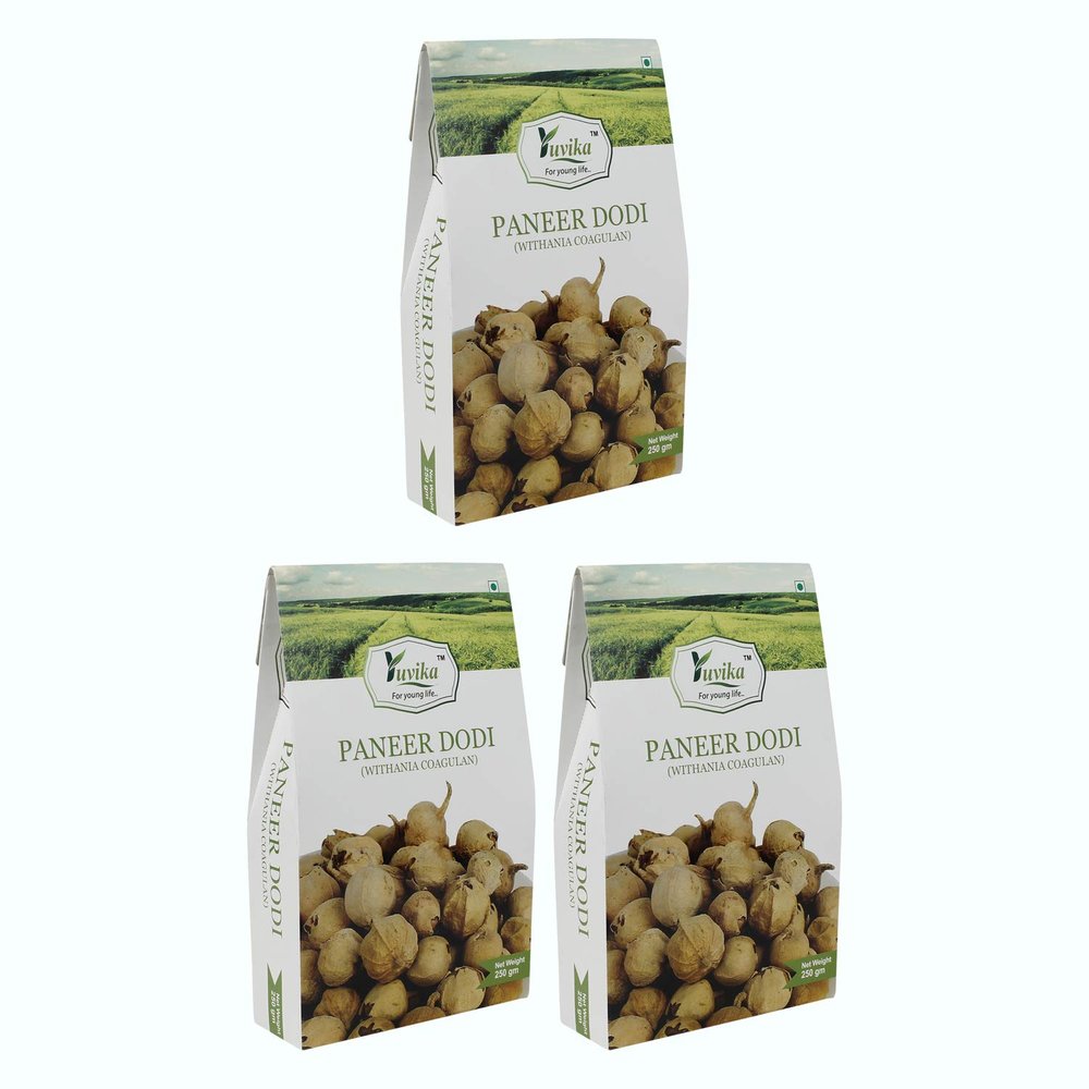 Yuvika Paneer Dodi - Paneer Ke Phool - Withania Coagulan 250 Grams (Pack of 3 Boxes)