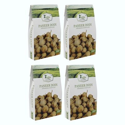 Yuvika Paneer Dodi - Paneer Ke Phool - Withania Coagulan 250 Grams (Pack of 4 Boxes)