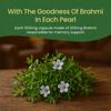 Kerala Ayurveda Brahmi Pearls | Ayurvedic Brain Tonic & Memory Booster with Brahmi for Focus, Mental Clarity & Stress Relief | Ghee-Based Brain Wellness | 40 Capsules (Pack of 3) view 3