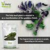 Holy Natural Tulsi Leaves 200 Gm | Queen of Herbs | Dried Tulsi Leaves, Dried Tulsi Buds | Tulsi leaves also called Holy Basil (Ocimum tenuiflorum), tulasi, and Indian Basil view 3