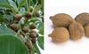 Aapkidukan Baheda Whole - 100 Gm Terminalia belerica Bibhitaka view 2
