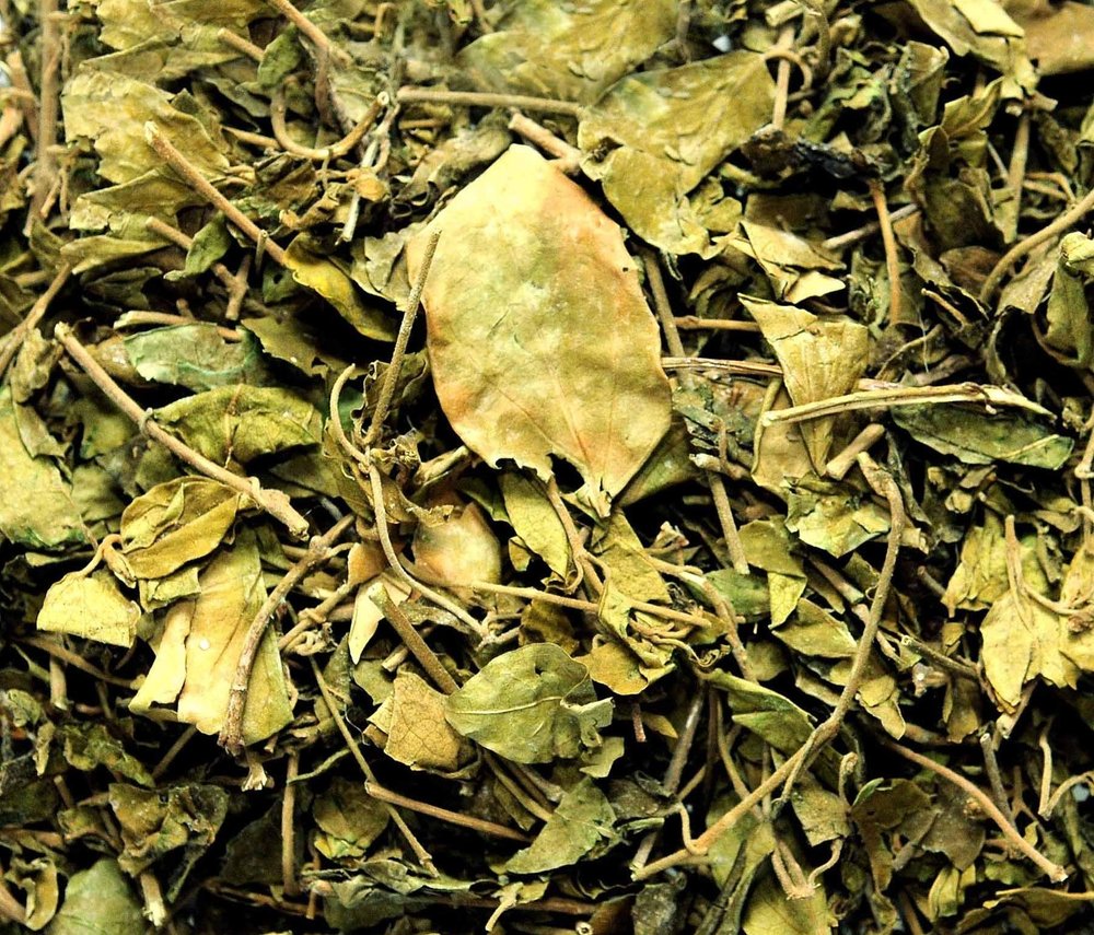 Divesh Store Gudmar - 200Grm - Gymncma Sylvestra - Meshashringi - Vishani - Madhunashini - Gurmar - Merasingi Dried Leaves - Gur Mar - Gud Mar -