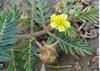 BSD Organics Gokhru Tribulus Terrestris/Nerunji Mull/Bada Gokshur -100 G view 1