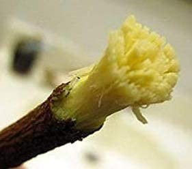 VOS Natural Fresh Neem Chew Sticks for Healthy Teeth and Gums - 25 Sticks(15cm Long Each Neem Stick)