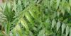 VOS Natural Fresh Neem Chew Sticks for Healthy Teeth and Gums - 25 Sticks(15cm Long Each Neem Stick) view 4