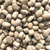WILD FOREST KAUNCH SEEDS POWDER (Mucuna Pruriens)900 GM view 2