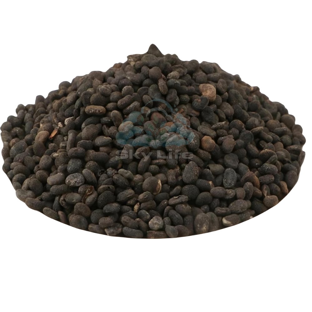 Sky Life Babchi - 200Grm - Bavanchi - Psoralea Corylifolia - Bakuchi Seed - Lalakasturi - Sugandha - kantak - Habuch - Bavachi