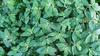 AMMAN PACHARISI (EUPHORBIA HIRTA) POWDER-100 GM view 3