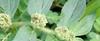 AMMAN PACHARISI (EUPHORBIA HIRTA) POWDER-100 GM view 4