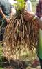 A D Food & Herbs Dry Shatavari/Asparagus Racemosus Roots (250 Gms) view 3