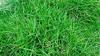 Saara HERBAL FRESH Pure Arugampul Powder, 100g, Bermuda Grass, Non-GMO & Additive-Free, 100g view 3
