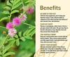Saara HERBAL FRESH Thotta Sinungi Leaves Powder, 400g, Mimosa Pudica Powder, Mudatha Damara, Lajalu, Muttidare Muni, Thottavadi, Ajalikalika, Sleepy Plant Powder, (pack of 4 x 100g) view 4