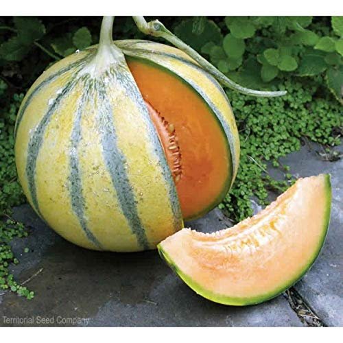 NORME NEW Melon Melon SWEET HARDY 200 seeds