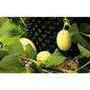 NORME NEW Melon Melon SWEET HARDY 200 seeds view 2