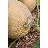 NORME NEW Melon Melon SWEET HARDY 200 seeds view 4