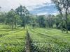 HIMALAYAN BREW PURE LAVENDER TEA view 4