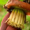 Neotea Banana Flower, Vazhaipoo Powder, No Preservatives I Rich Micro-Nutrients I Ready To Cook I Good To Prepare Vada, 100% Pure And Natural, Supporting Bone Health, Non-Gmo 2 KG view 2