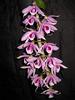 Dendrobium anosmum sp. view 1