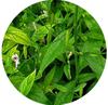 Saara HERBAL FRESH Nilavembu Powder, Chirata, Kirayata,Kalmegh, Siriyanangai Powder Helps to manage Blood Sugar Level, 301g (pack of 3 X 101g) view 3