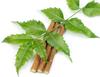 AADESH Enterprise Natural Neem Chew Sticks/Tree Datun Twigs Organic Toothbrush Pack of 20 view 3