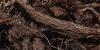 Aapkidukan Jatamansi Root-100 GM/Nardostachys Jatamansi Musk Root Spikenard / nard view 1